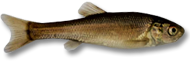 Black Tuffie Minnow